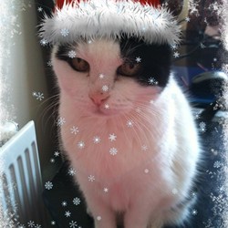 Easy Passion Fruit Mousse Recipe