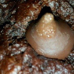 Easiest Chocolate Blossom Cookies Recipe