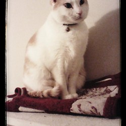 No-Chocolate Blondie Brownies Recipe