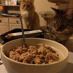 Kitty Tuna Dreams Recipe