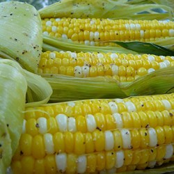 Grilled Corn on the Cob Recipe